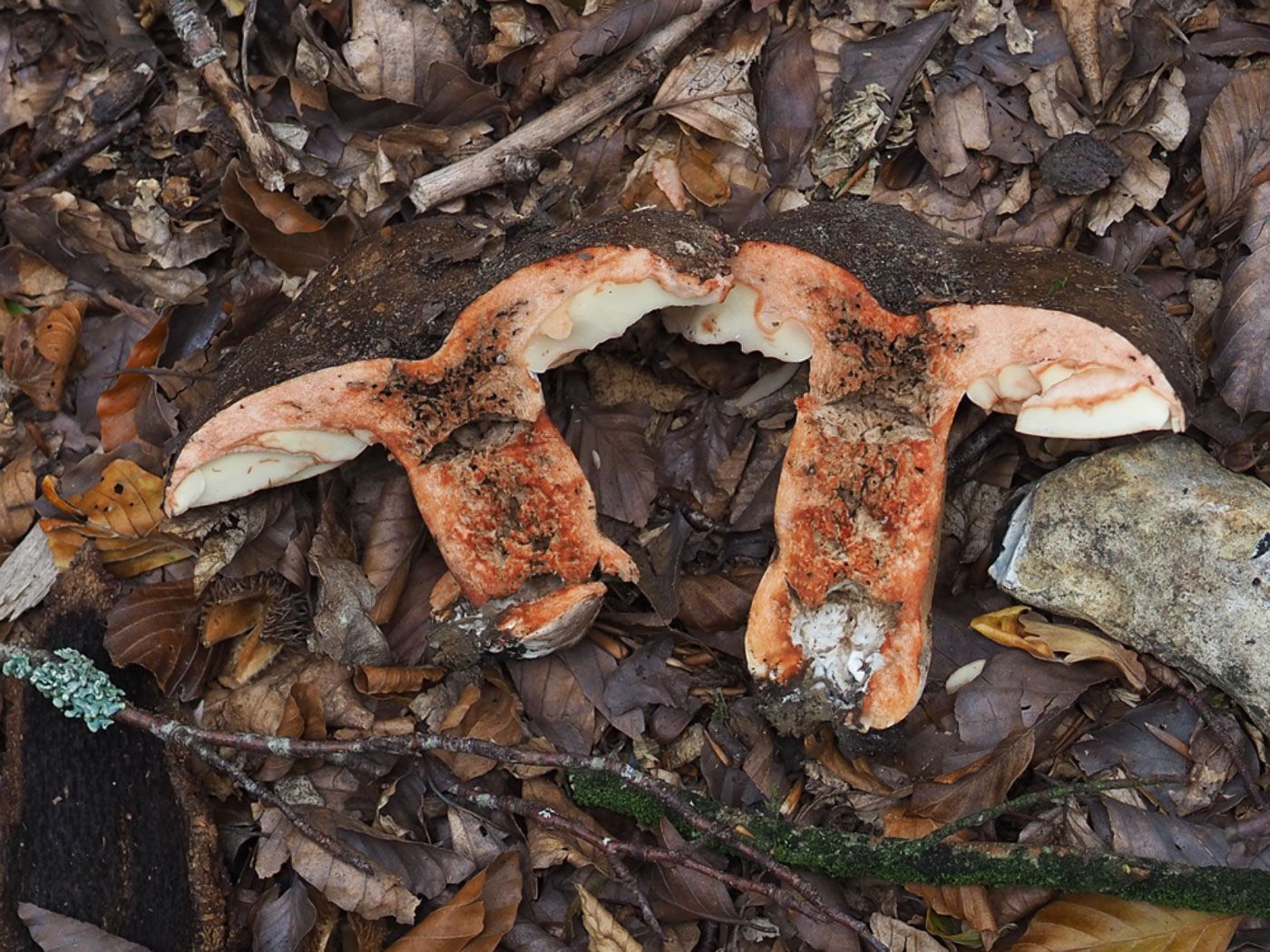Photo © John Catterson Russula nigricans by John Catterson